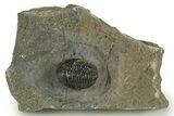 Detailed Proetid (Gerastos) Trilobite Fossil - Morocco #342915-3